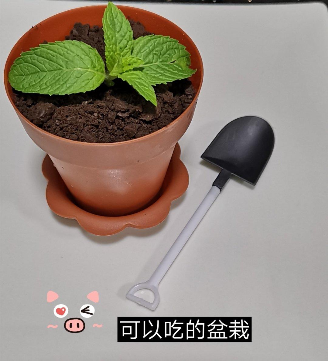 改良进阶二合一版盆栽木糠杯