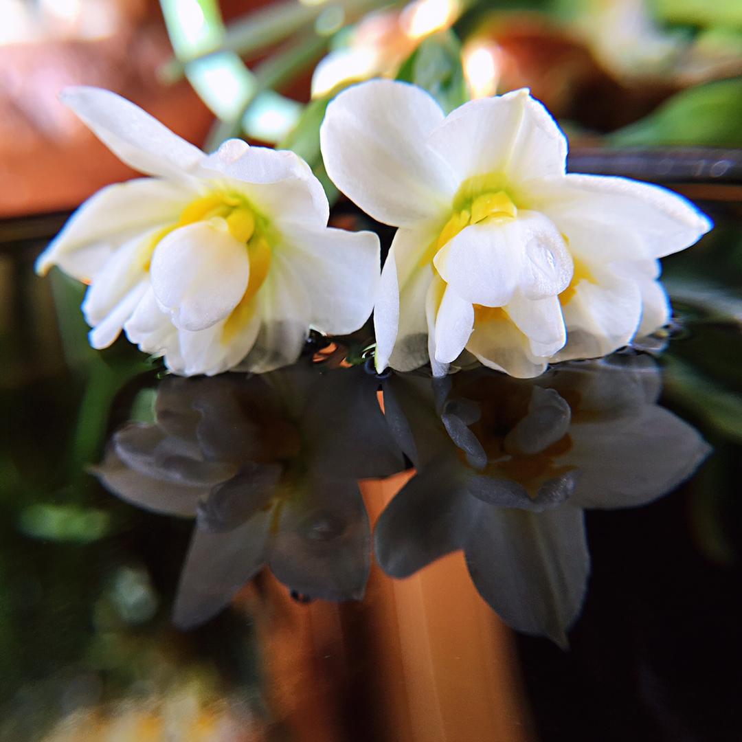 水仙花开 秀色可餐
