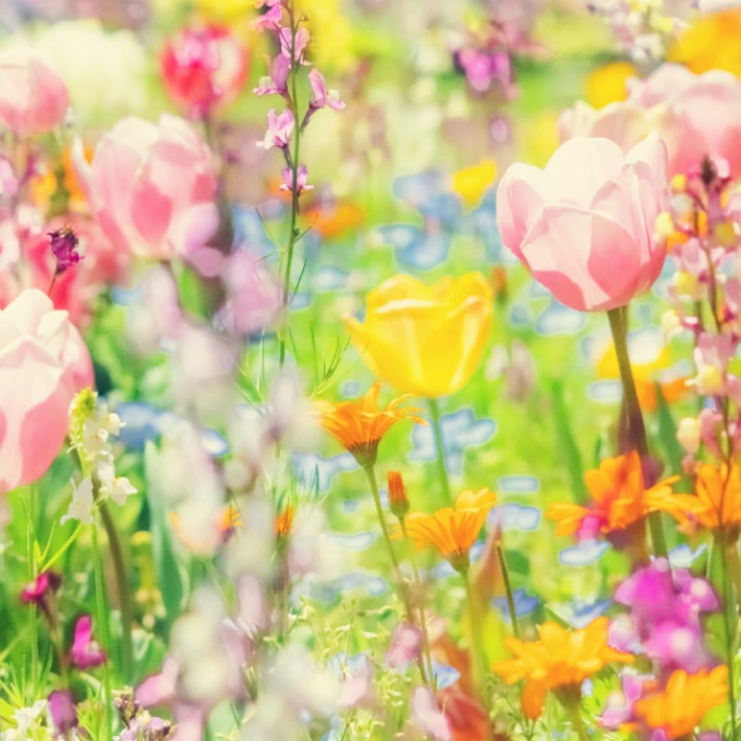 亚马逊哒北极熊