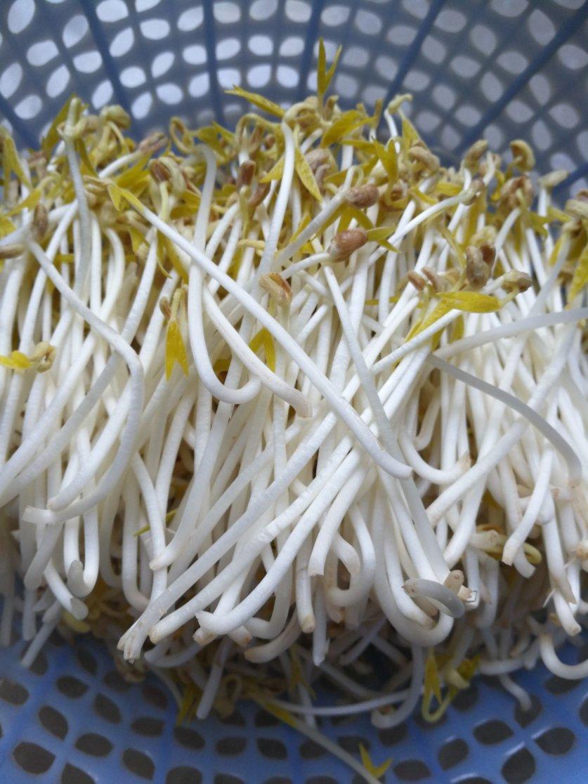 自发绿豆芽/自生豆芽/自制豆芽