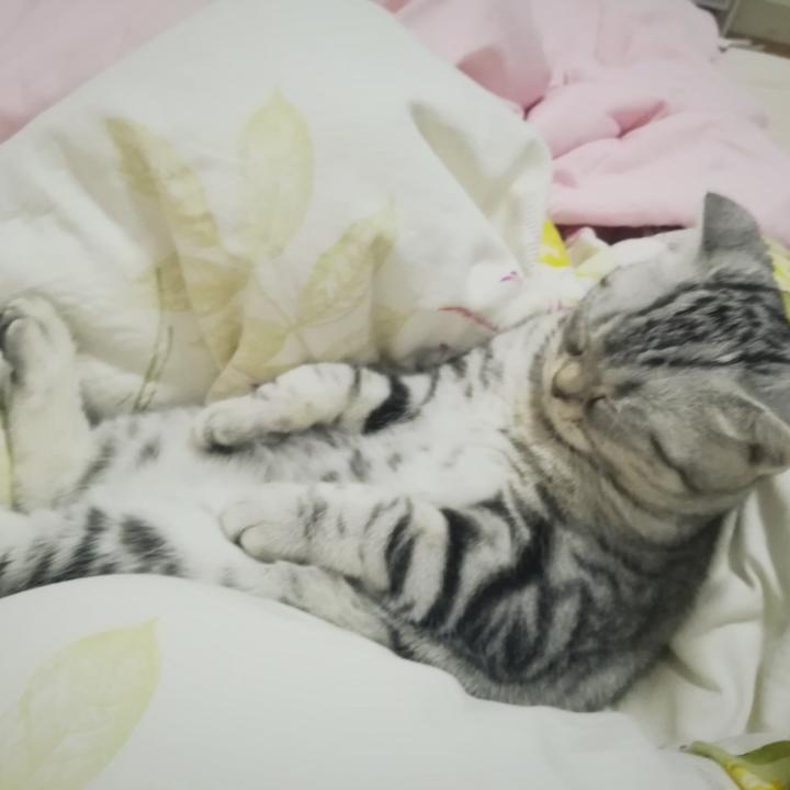 只会吃饭不会做