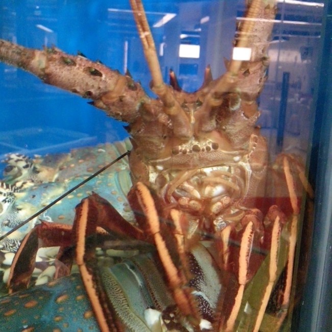 蒜蓉龙虾蒸粉丝