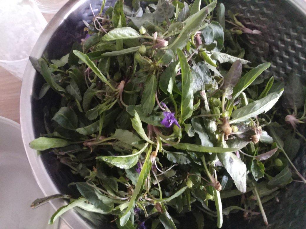 一观鱼一做的蒸菜紫花地丁堇堇菜