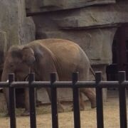 大象在咆哮
