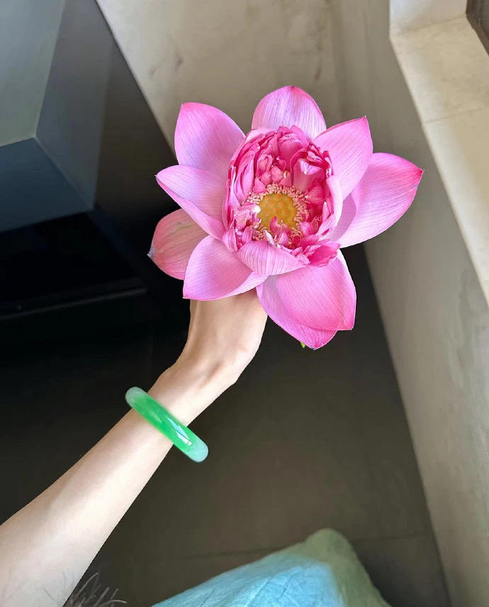 桃桃y