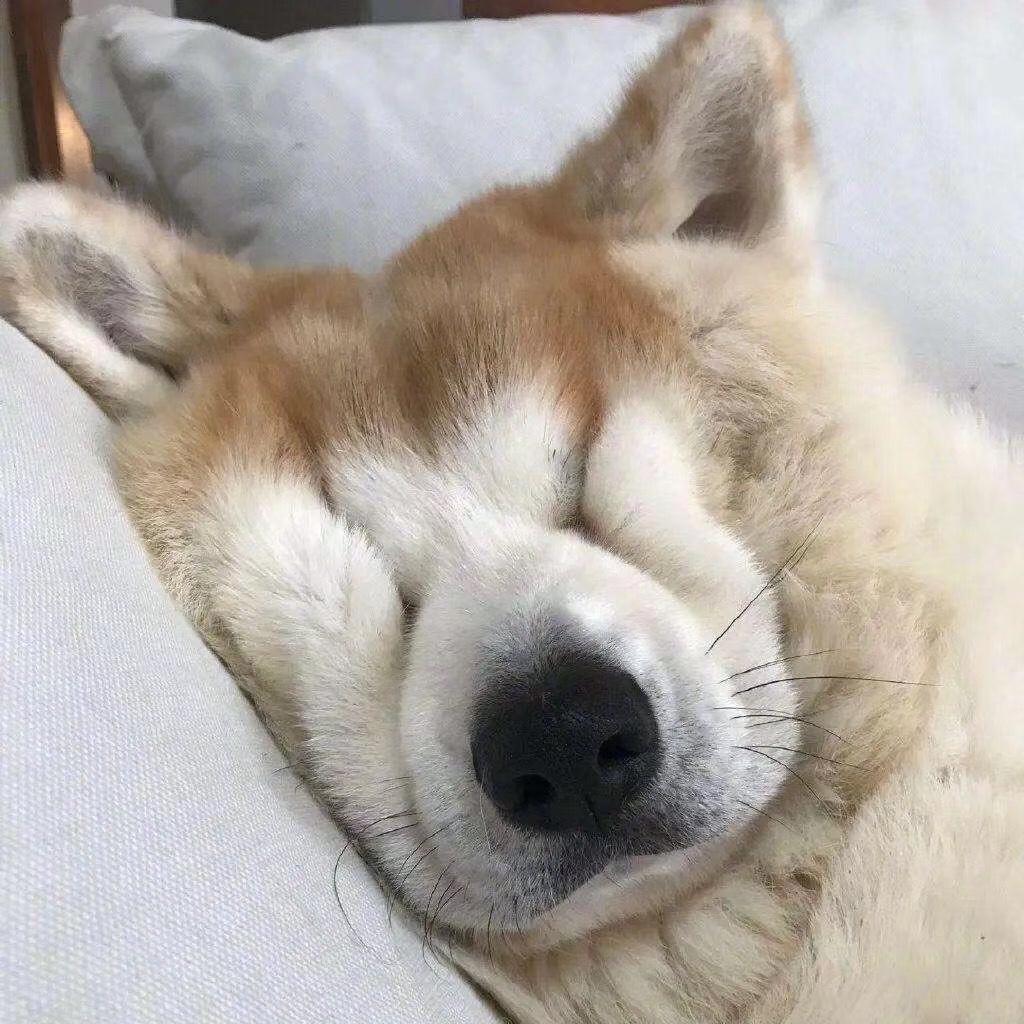 安毛