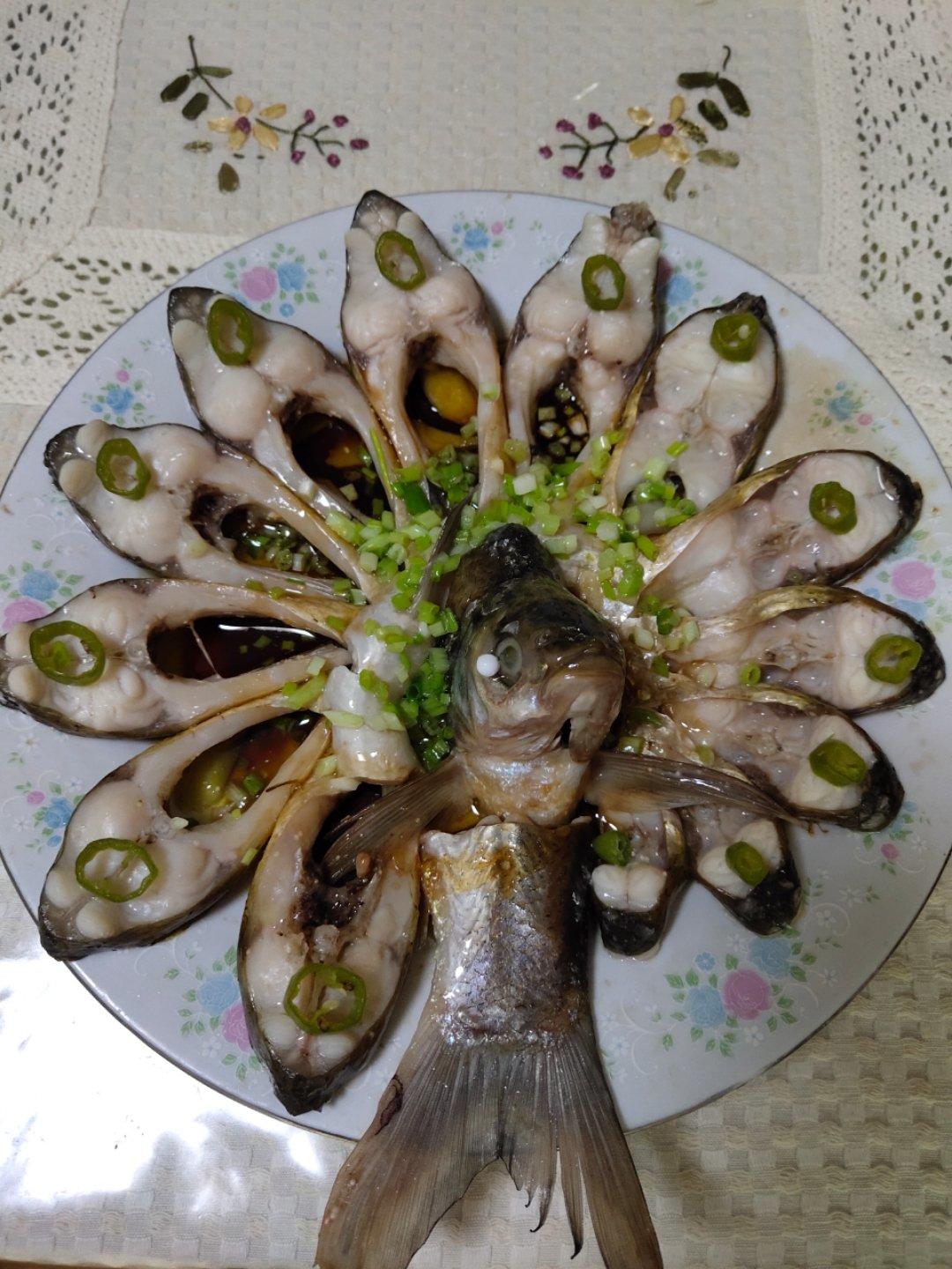 孔雀开屏鱼.