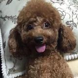 手机用户0302_peqh