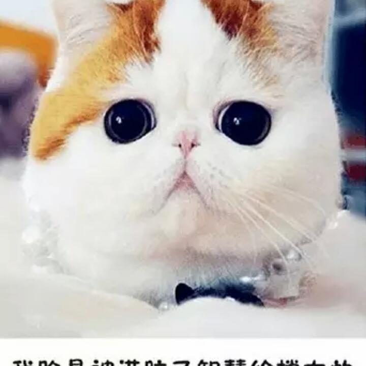 拉拉小猪手