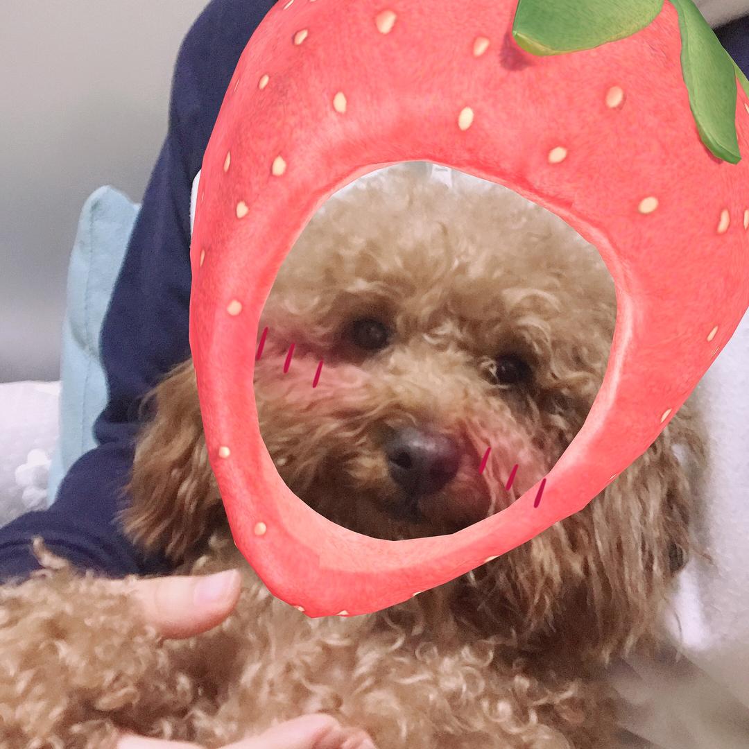 橘子味的小麵包