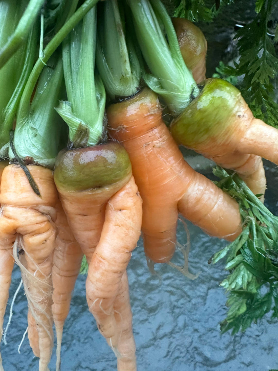 一杯有神奇魔力的饮品🍹胡萝卜🥕苹果🍎汁（热饮）