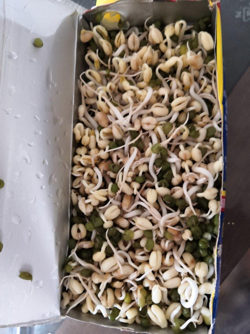 自己发豆芽【果汁盒/大牛奶盒】