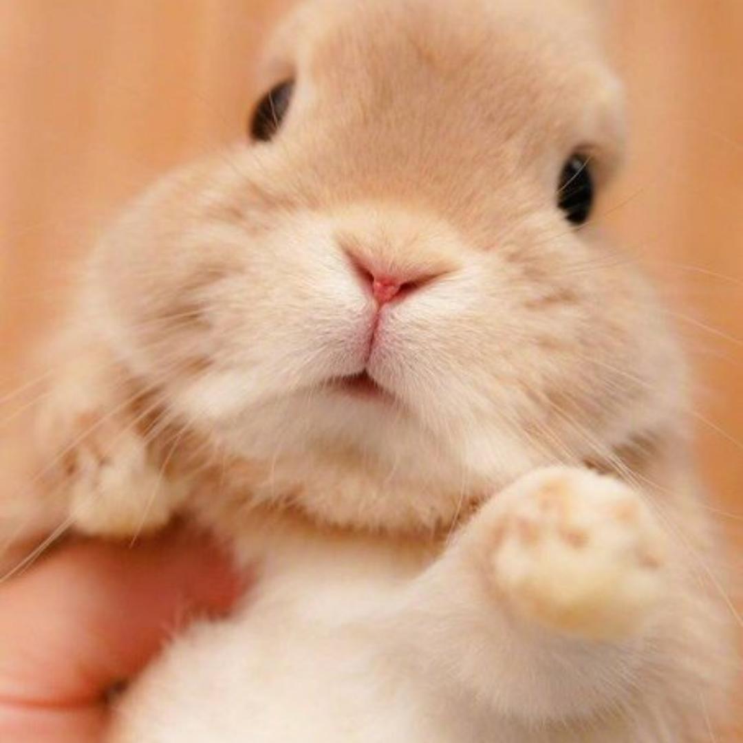 littlebunnies