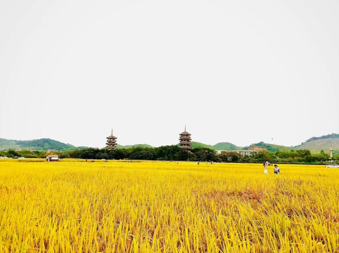 下厨房用户_0dbxa