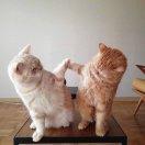 老家就在花雾里