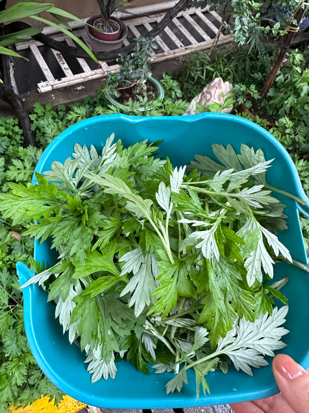 🍞超软糯艾草奶香吐司面包—下厨房独家原创