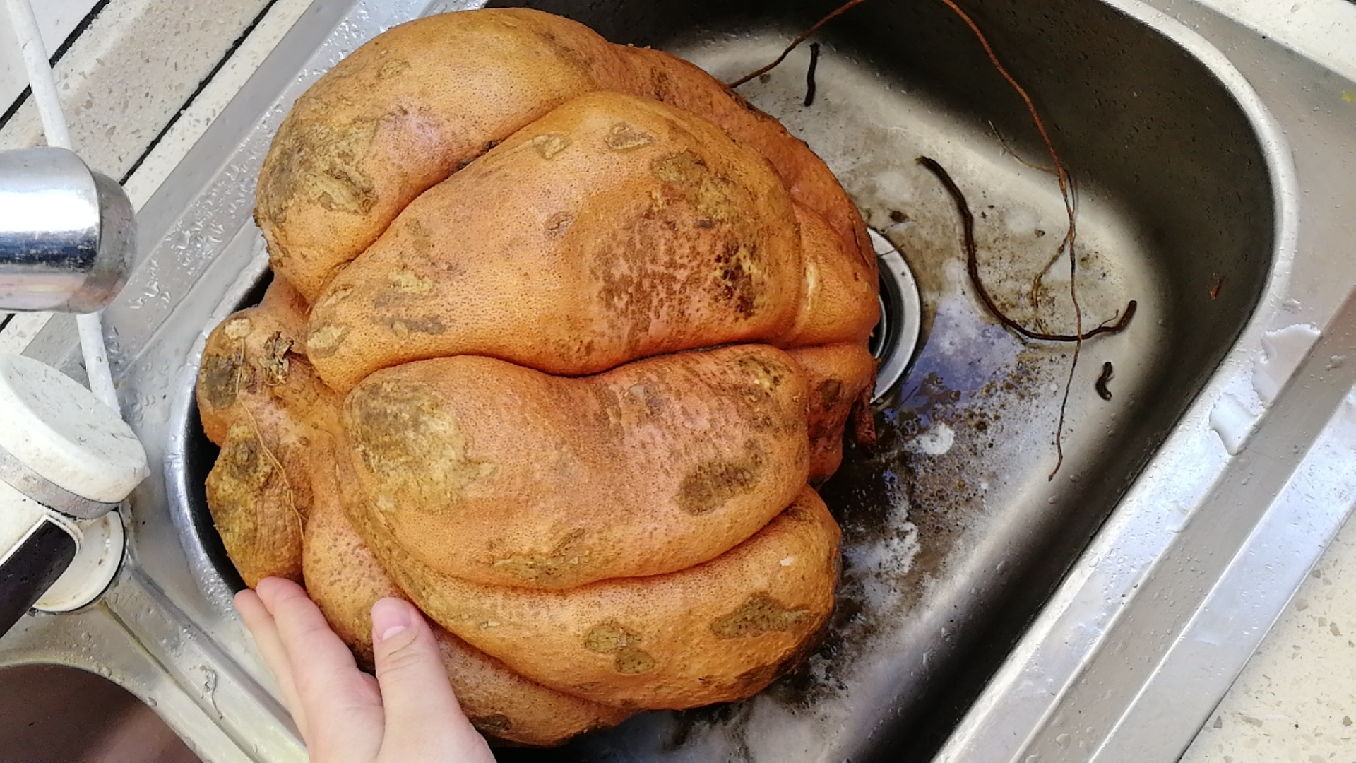 如何烤制巨型山芋的做法