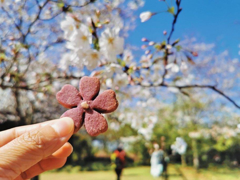 【樱花曲奇饼干】