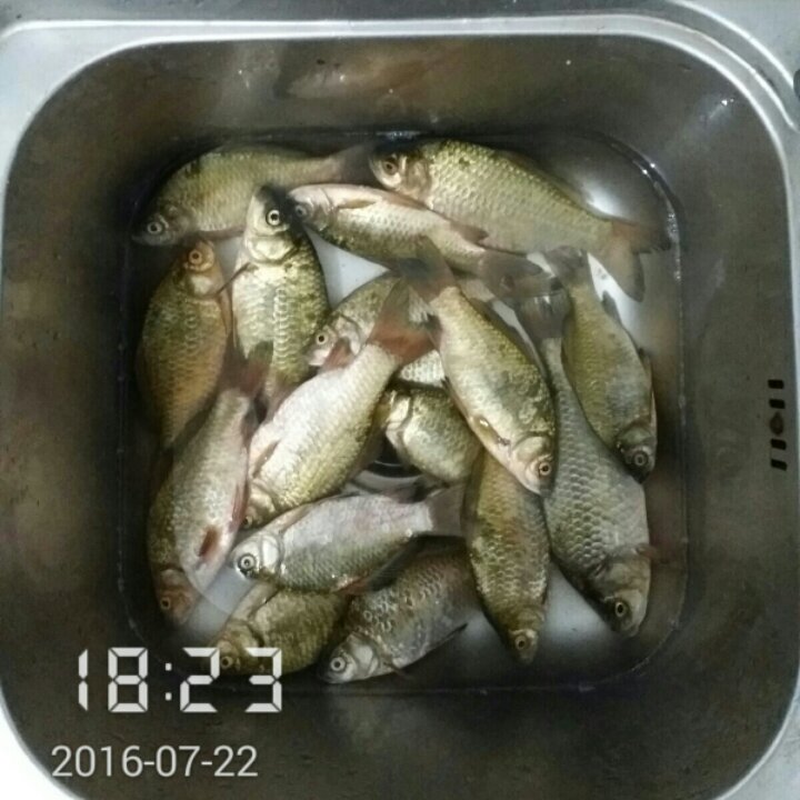 红烧鲫鱼