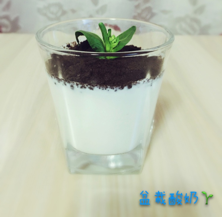 盆栽酸奶