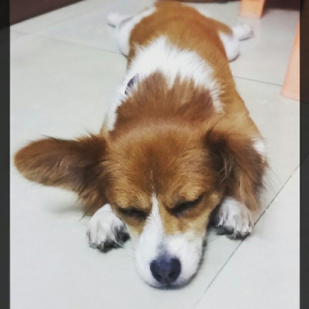 鸳央
