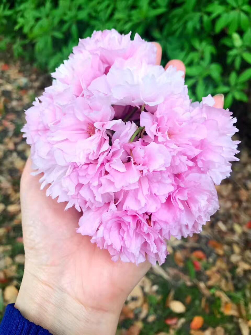 樱花，梨鲜酿酵素的做法