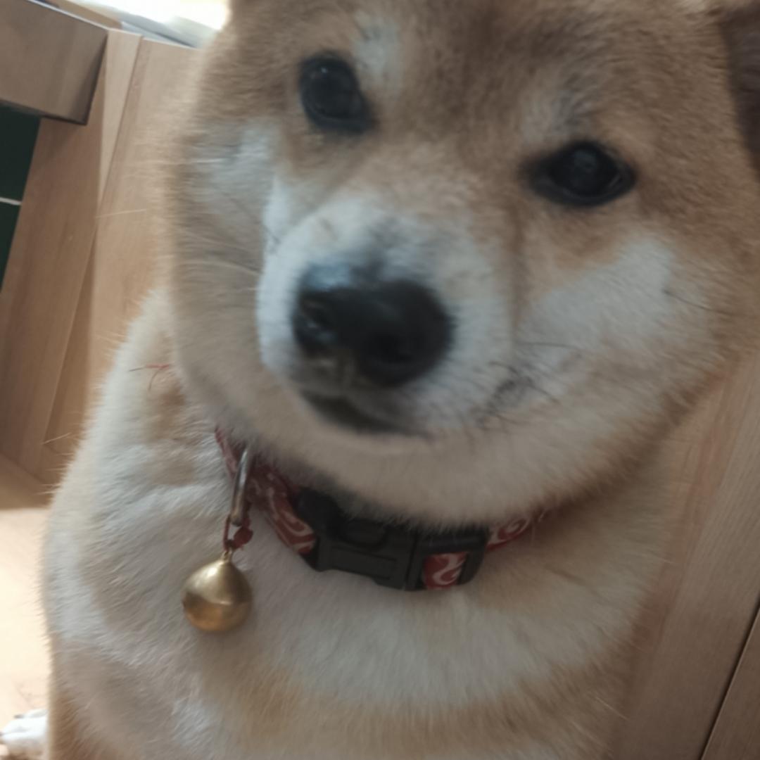 老卢儿