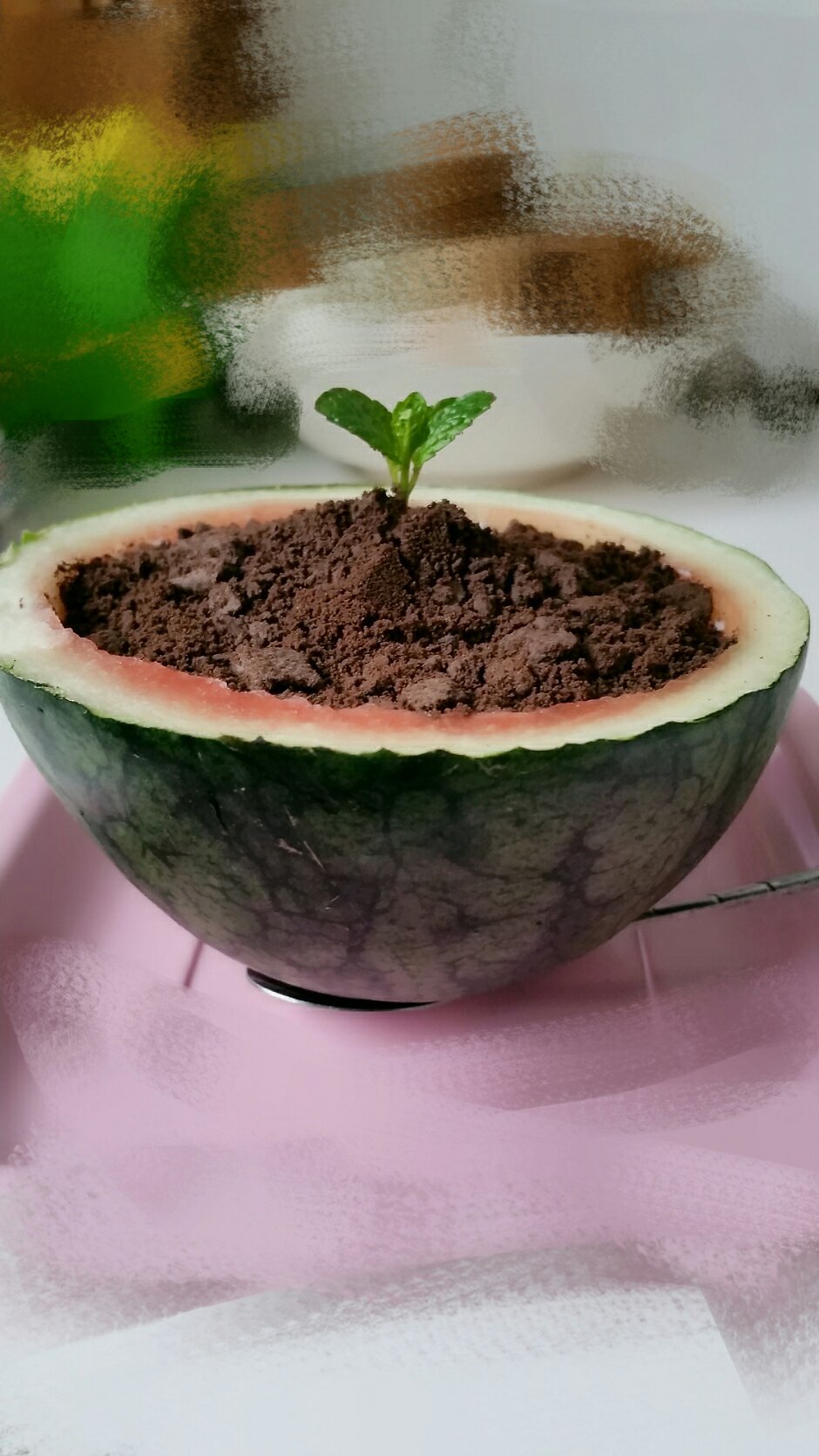西瓜盆栽的做法 步骤2
