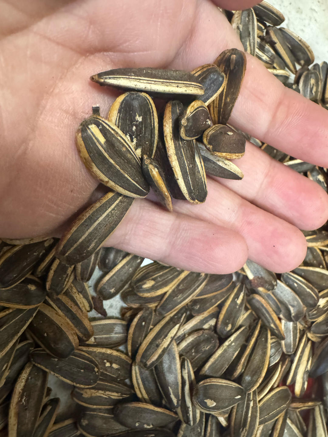 家庭自制五香陈皮瓜子