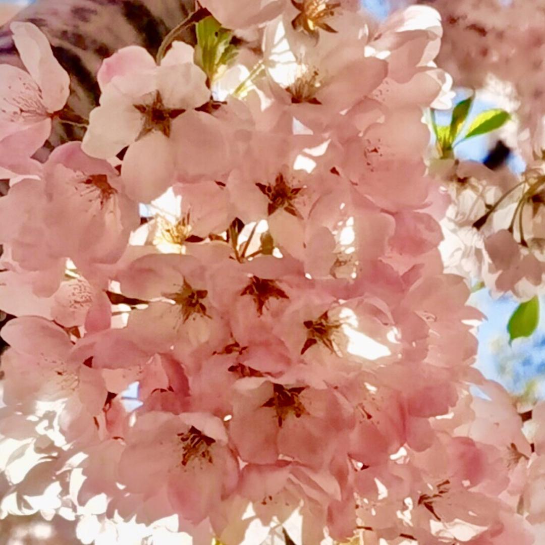 RB的樱花盛开时