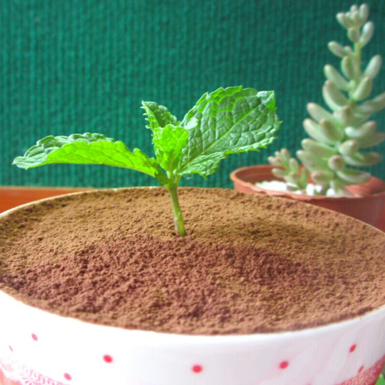 巧克力慕斯蛋糕