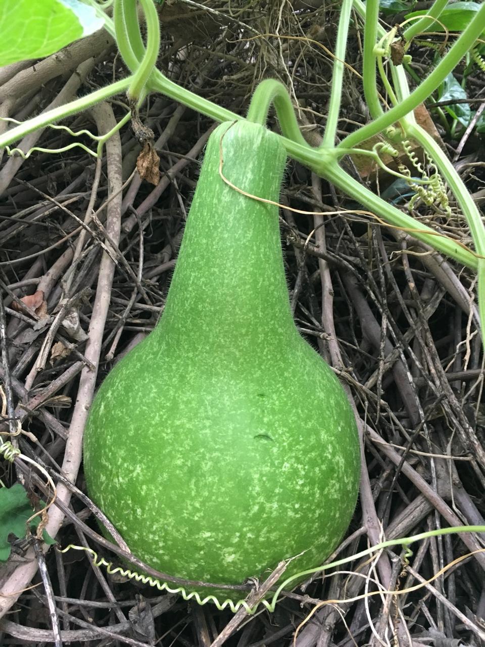 番薯妈咪做的葫芦瓜