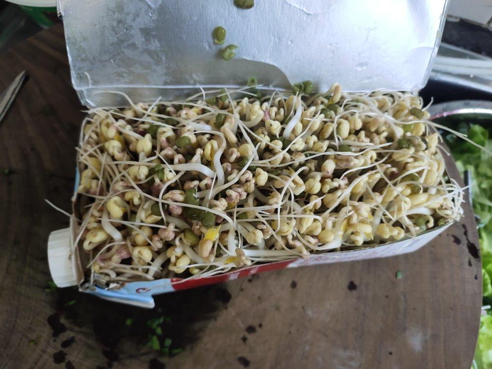 自己发豆芽【果汁盒/大牛奶盒】