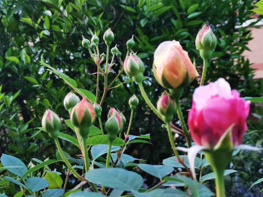 小美  毛线球面包