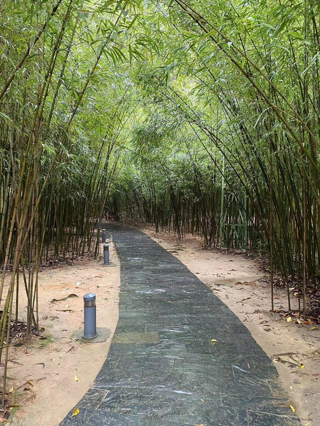 Simona_Fontainebleau