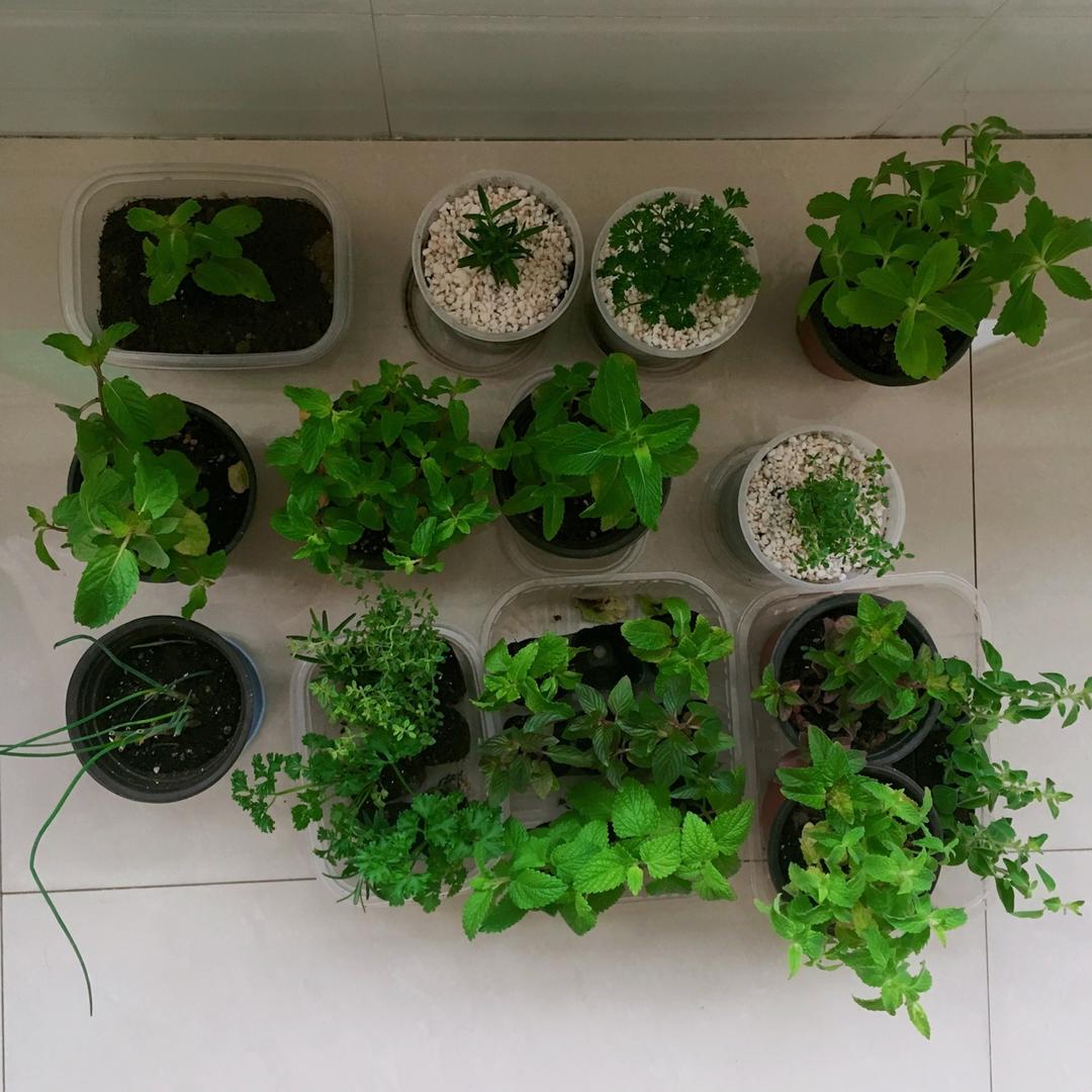 薄荷种植手册，如何把你的薄荷养到爆盆