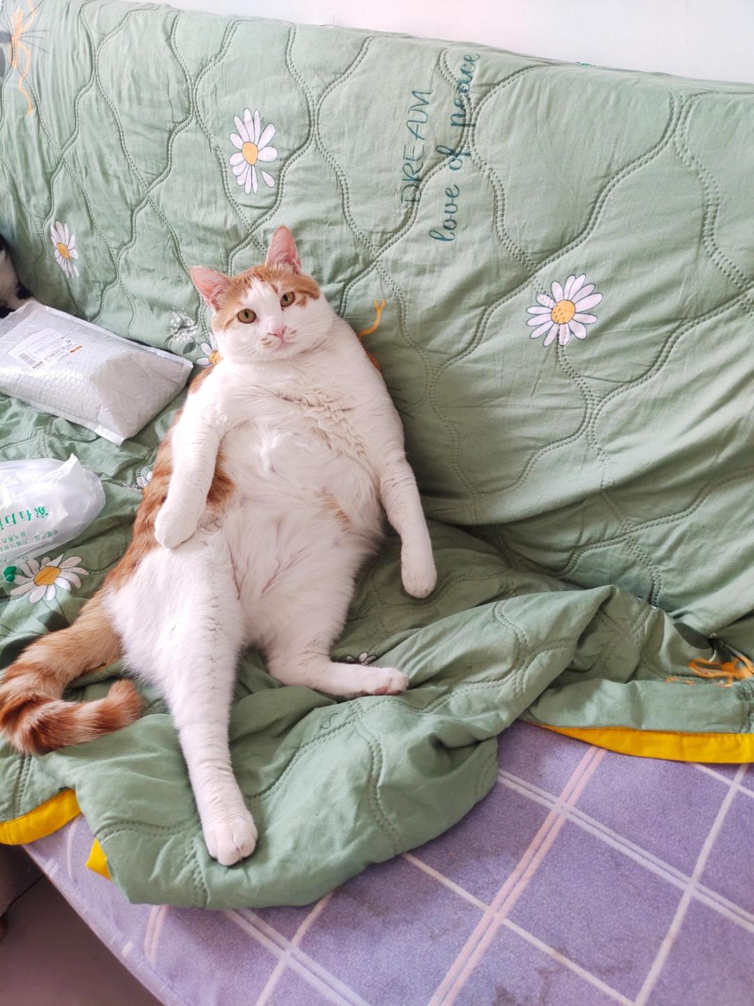 今天我们吃猫肉