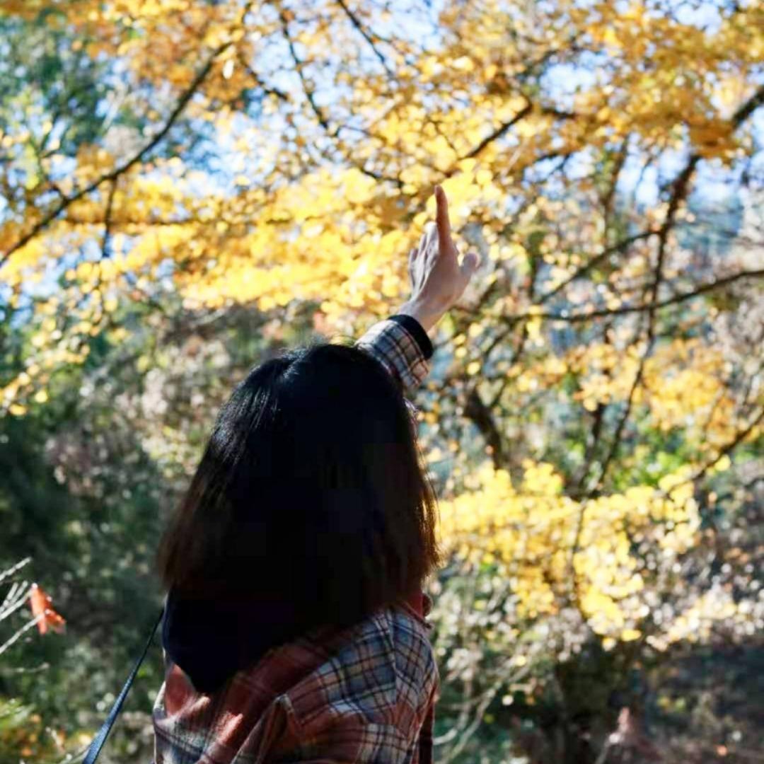 莲伊