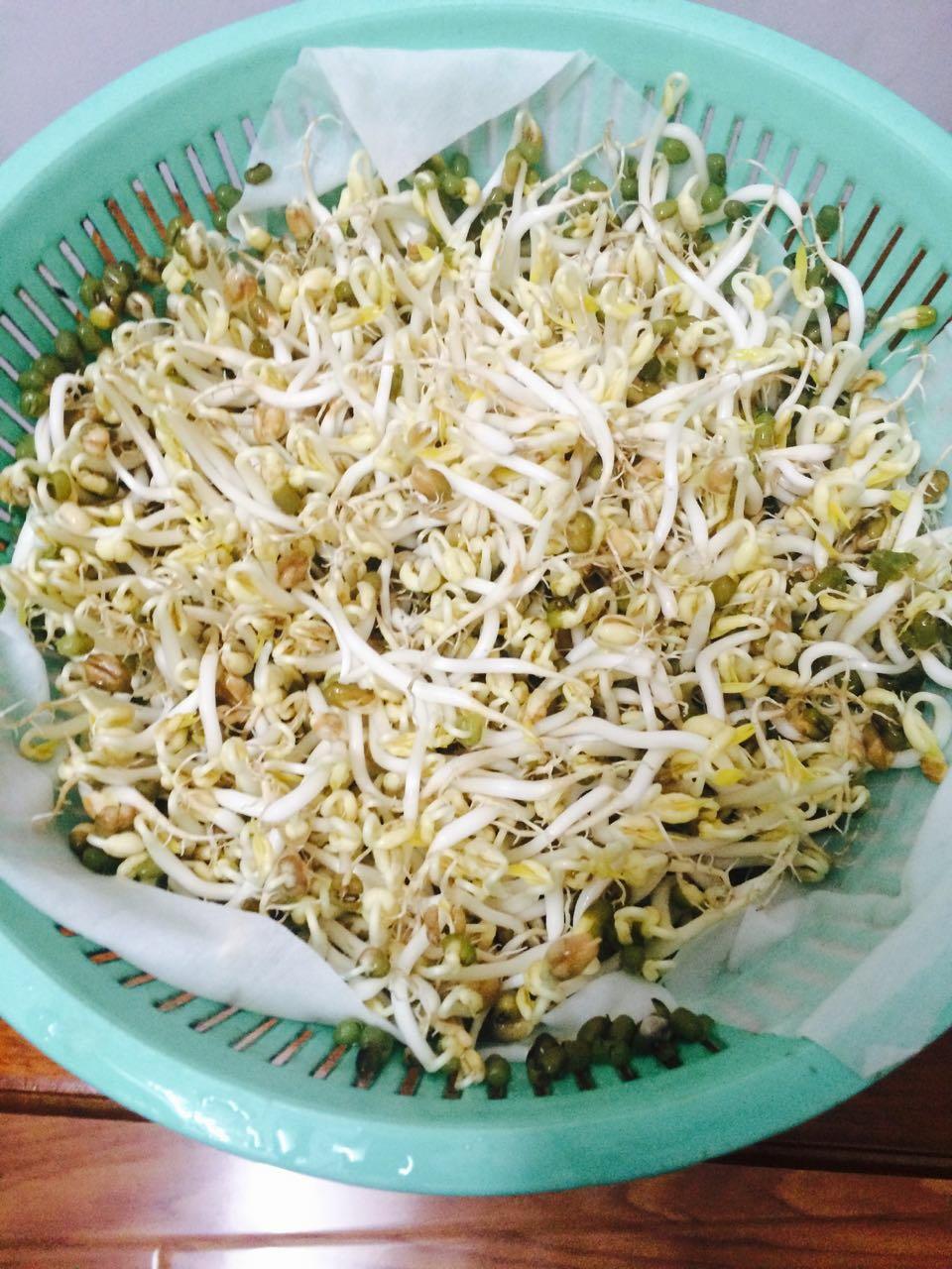 自发豆芽（可乐瓶发豆芽0失败！）
