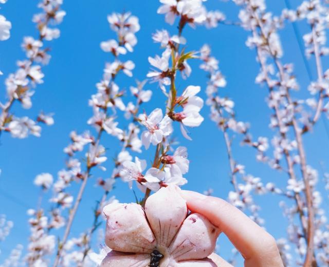 桃花季的🌸桃花酥的做法