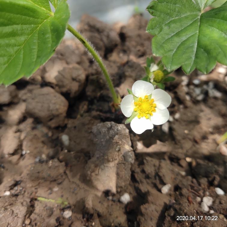 种植小技巧(记录生活记录美)