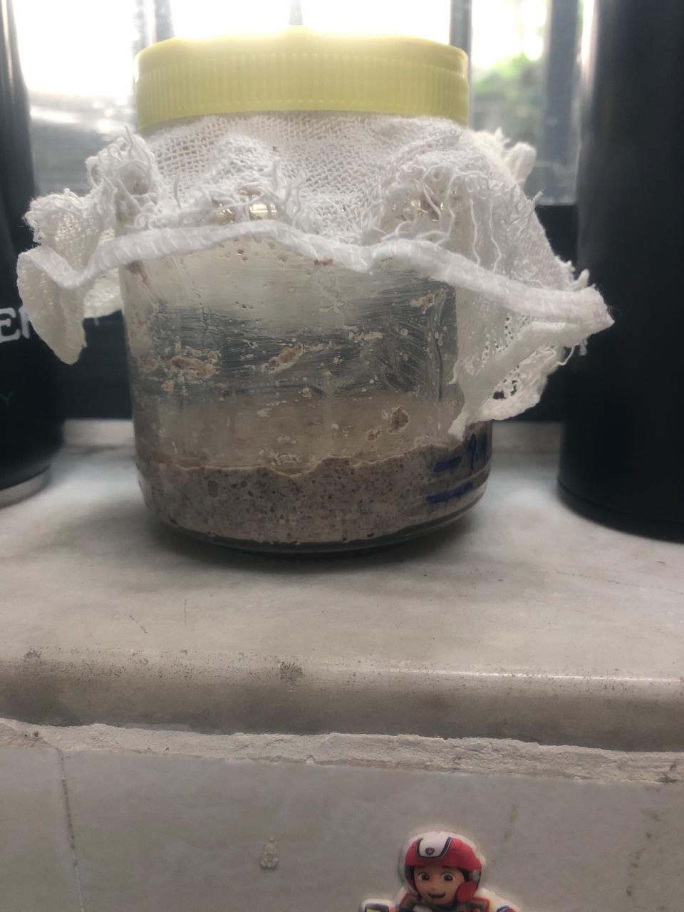 天然酵母鲁邦种培养日记（全麦面粉）成功