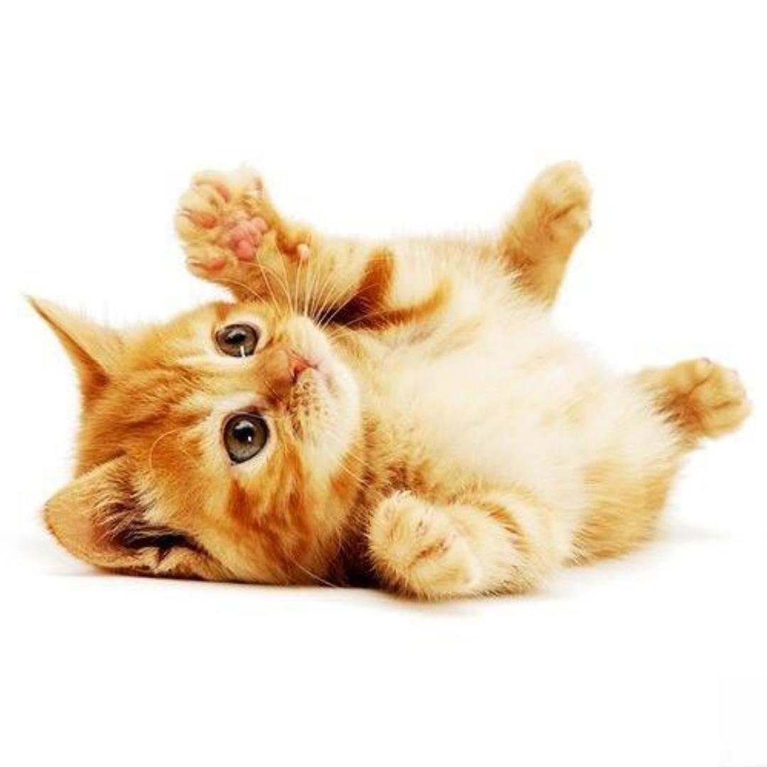卡丁猫的三只小猪