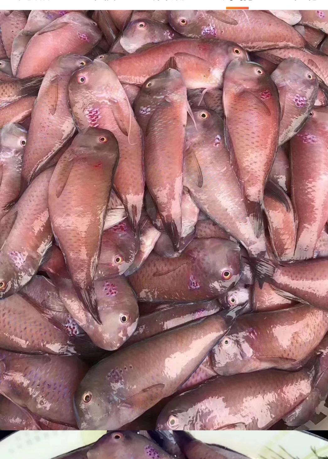 面拖苔菜小马头鱼