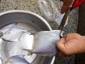 清蒸小白鲳鱼的做法 步骤1