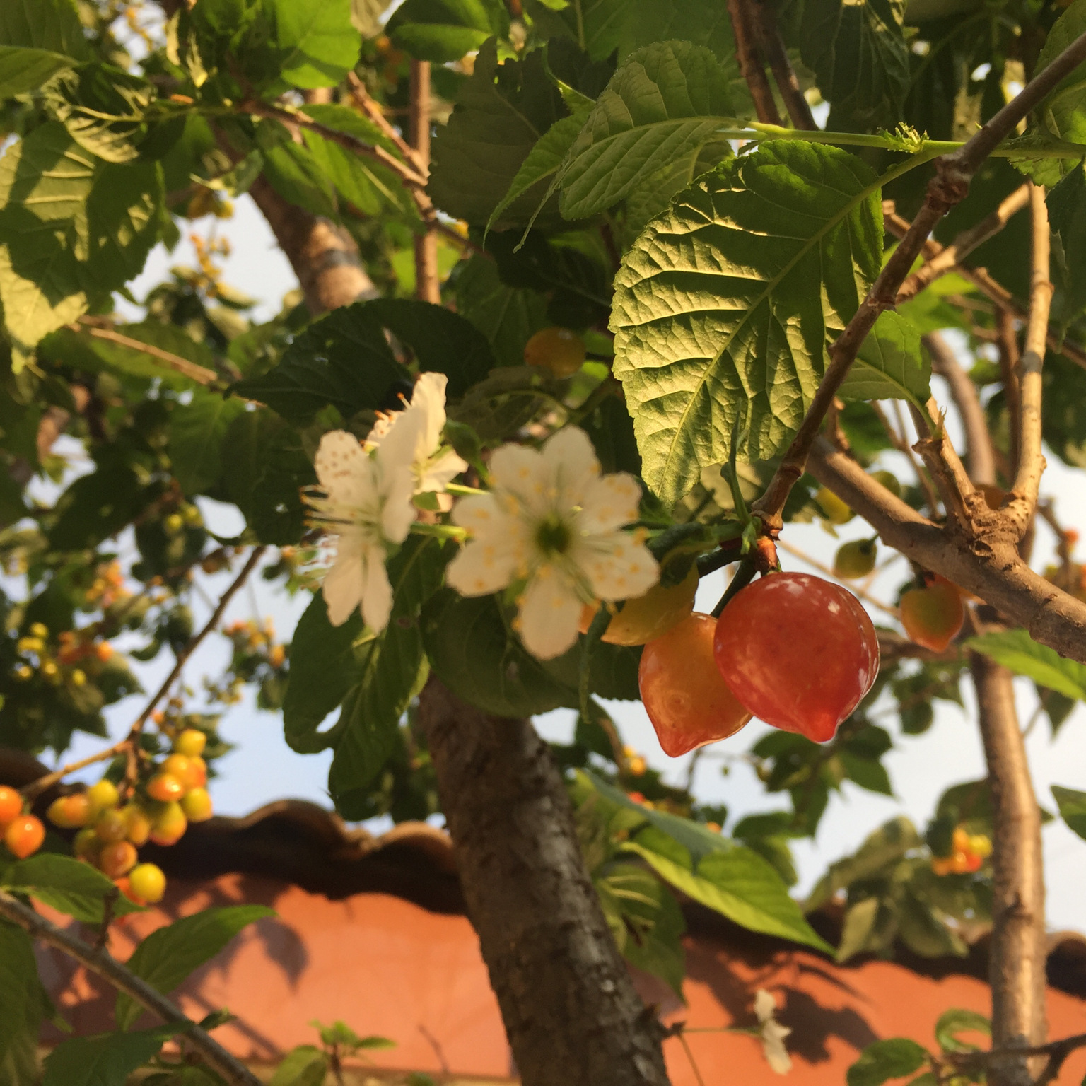 樱桃的一百种吃法