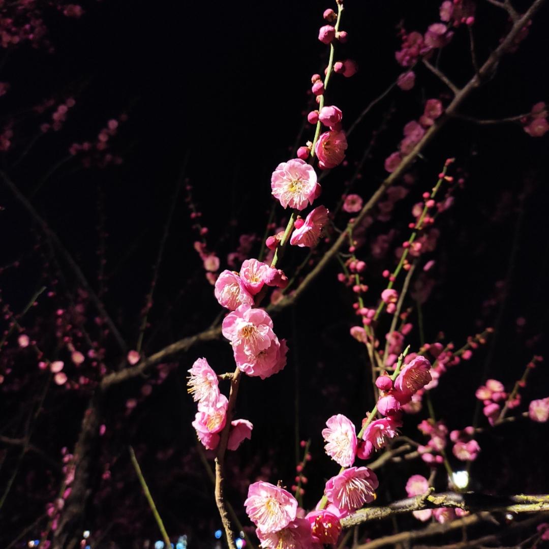 小小老鼠爱大米