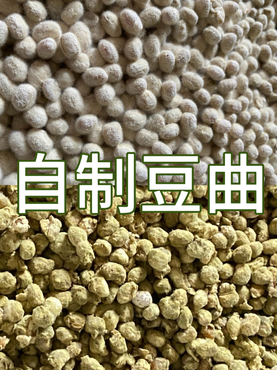 又到了做霉豆子的季节！做曲准备晒酱啦！