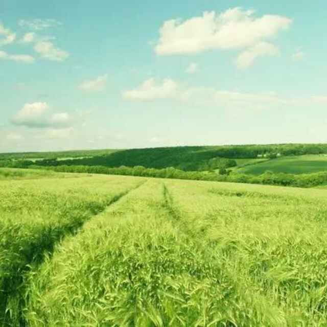 _lt8f