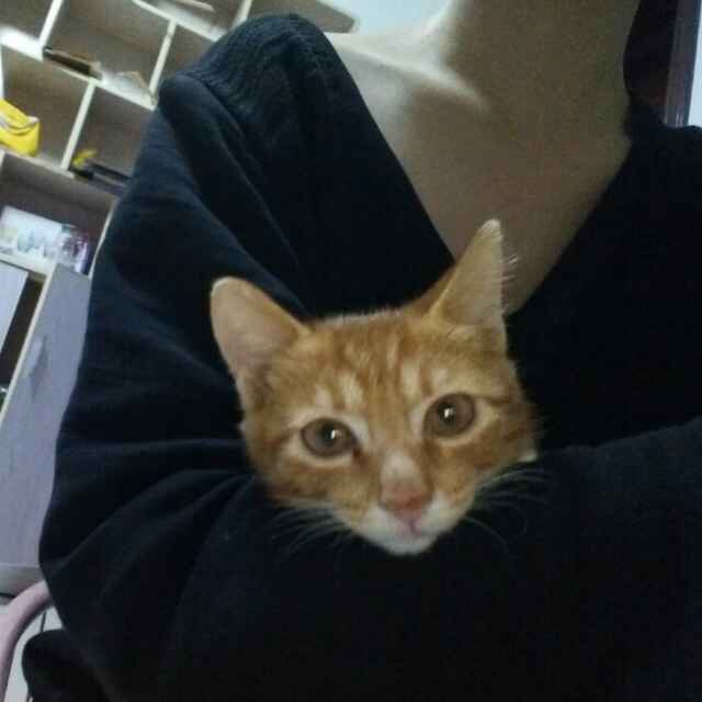榴莲Joey